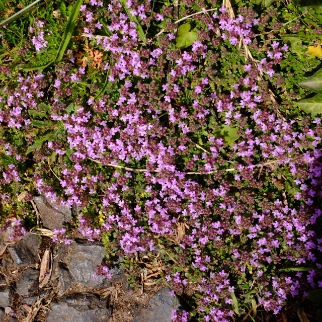 A carpet of tiny pinkish-purple flowers, paler at the throat, against dark-green foliage. Each flower has four petals. Below are stones on the path, next to which the plant is growing. Other green vegetation is interspersed.