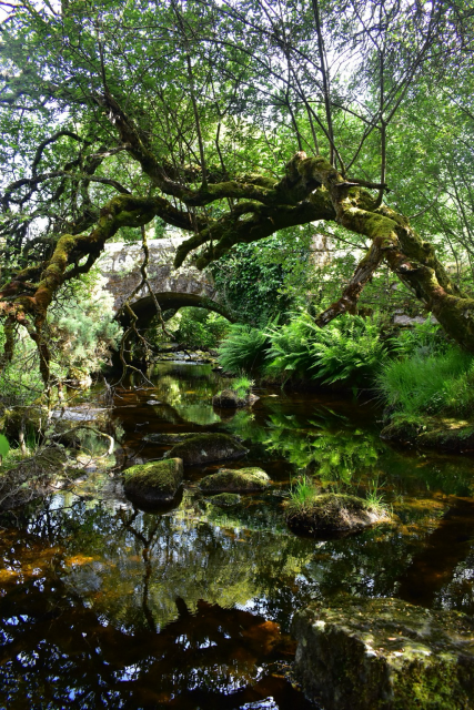 willow tree hangs over a bridge and a stream