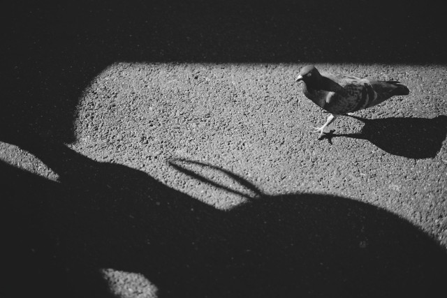 Sunlight cuts across the footpath as a pigeon strides into the light.