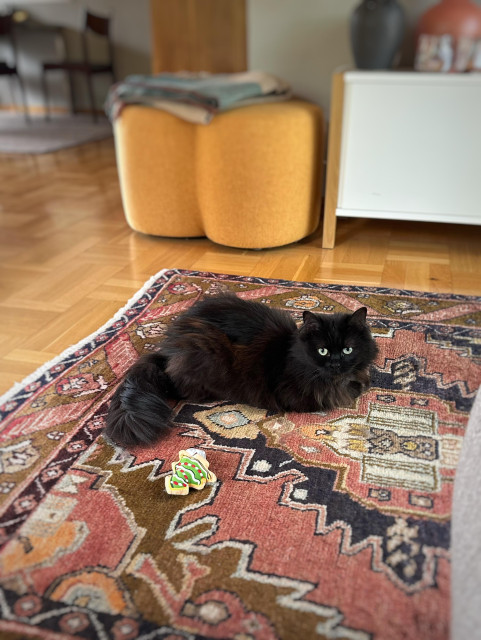 En svart katt ligger på en persisk matta i ett vardagsrum med en mjuk leksak formad som en julgran bredvid sig