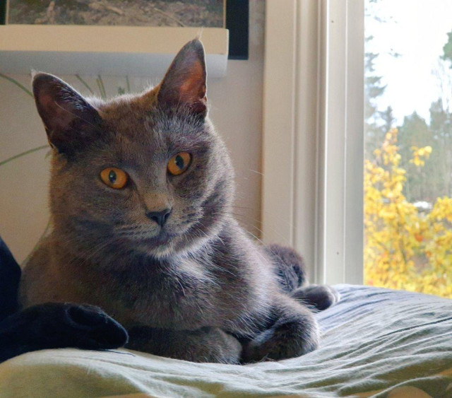 Lokis the grey cat.