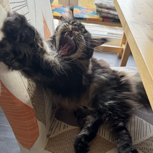 Katze gähnt ausführlich.