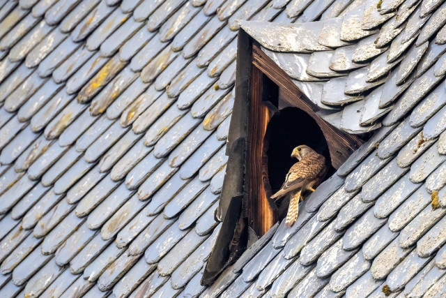 Turmfalke in einem winzigen Fenster eines schiefergedeckten Kirchendachs