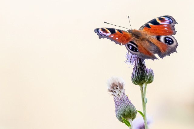 Tagpfauenauge auf einer Disteblüte vor gelblichem Hintergrund