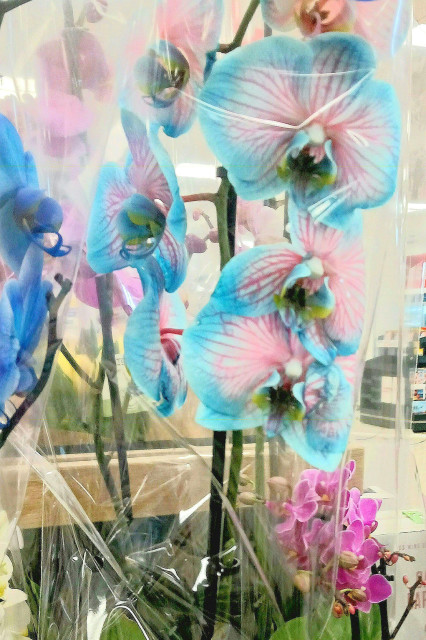 A bunch of orchids with pink white and blue flowers