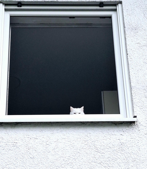 The squinty eyes and the ears of a white cat peering over the windowsill of a white window set in a white wall, seen from below. The foom behind looks almost black