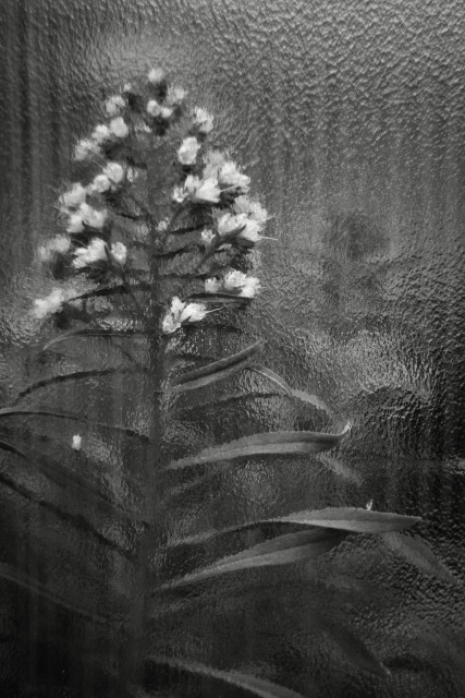 A flowering plant with white petals is seen behind a glasshouse window, where the stippled surface of the glass blurs everything inside, including the flowers and leaves of nearby plants.