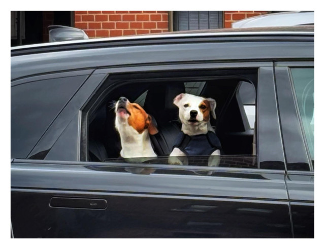 Two small floppy-eared dogs look out the open window of a black car. One of them, white with a brown patch over one eye and wearing a dark harness, looks directly at the viewer. The other, with a brown face and white throat, tilts its head upward and howls with closed eyes. In the background is a brick facade.