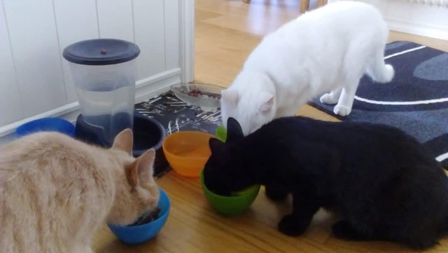 En svart, en vit och en fesfärgad katt äter ur varsin matskål