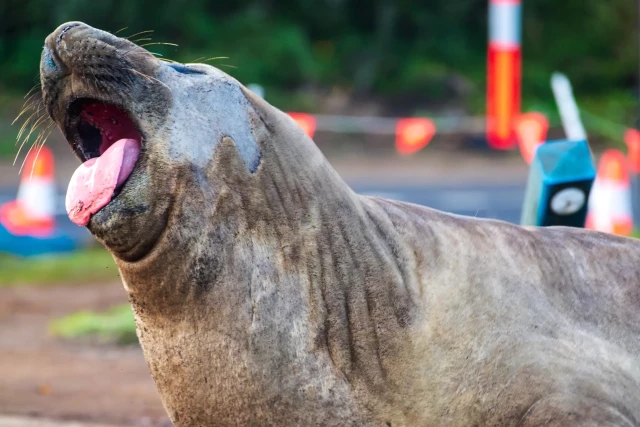 Neil the elephant seal making the "I DO WHAT I WANT" face