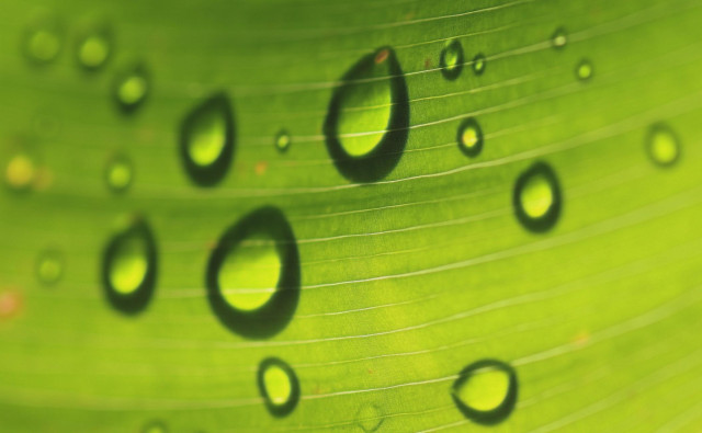 Macro photograph of raindrops seen beneath a green canna leaf streaked with white parallel veins. The sun shines through the leaf, tracing a dark outline around each droplet. Some areas are in focus, others are not. The effect is very luminous.

Photographie macro de gouttes de pluie vues au-dessous d'une feuille verte de canna striée de veines blanches parallèles. Le soleil traverse la feuille et trace un contour foncé à chaque goutte. Des zones sont au focus et d'autres non. L'effet est très lumineux.