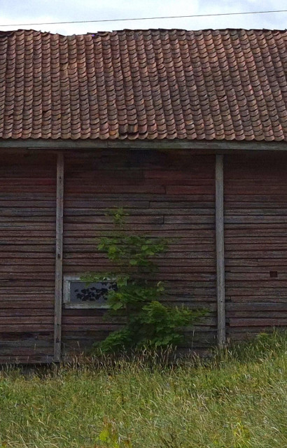 Part of an old wooden barn where the red paint has partially faded, with an uneven roof.  There is a small, oblong window in the wall. In front of it stands a young tree, the shadow of which is reflected in  the window pane.