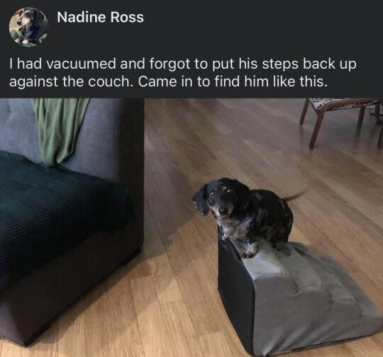 Photo of a dachshund standing on top of a set of stairs just for him. He has a devastated look on his face. The text above reads: "Nadine Ross. I had vacuumed and forgot to put his steps back up against the couch. Came in to find him like this."
