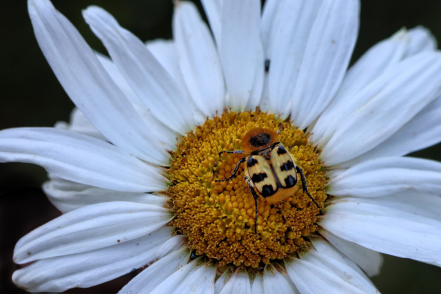 Macro photograph of a Eurasian bee beetle (Trichius fasciatus) feeding on the yellow centre of a white oxeye daisy. The beetle displays a fuzzy orange thorax, black head, and distinctive orange elytra with symmetrical black spots in banded patterns. Its legs are visible as it navigates the dense, textured yellow disc florets. The flower features pure white, slightly curved petals radiating outwards. The close-up perspective reveals fine details of the beetle’s patterned exoskeleton and the flower’s intricate structure against a dark background.