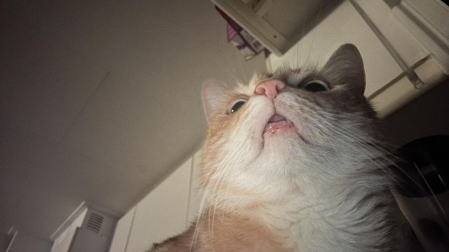 Washy the cat as seen from below in the kitchen