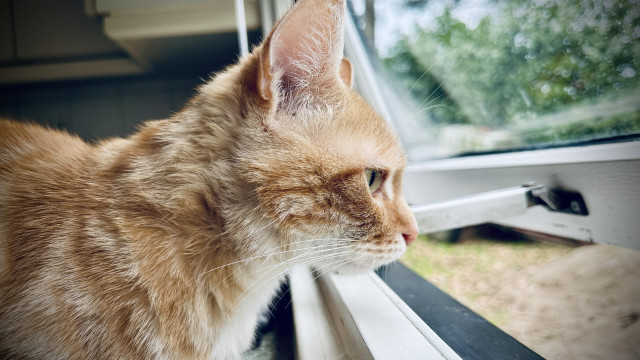 Washy the cat looking out the kitchen window