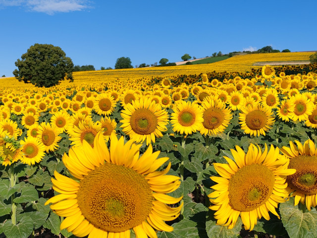 Picture of a gently sloping field of sunflowers, taken from the bottom of the field. Large flowerheads are visible in the foreground, stretching away uphill to small dots in the background at the top of the hill. The field contains a number of bushes and trees following the slope up from left to right. The sky is almost cloudless.