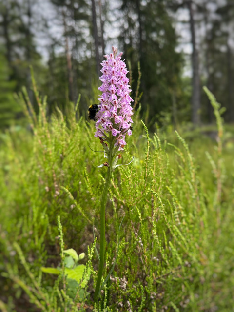 En blommande orkidé ”Dactylorhiza maculata ssp. maculata” i vitt och rosalila och en drickande humla.