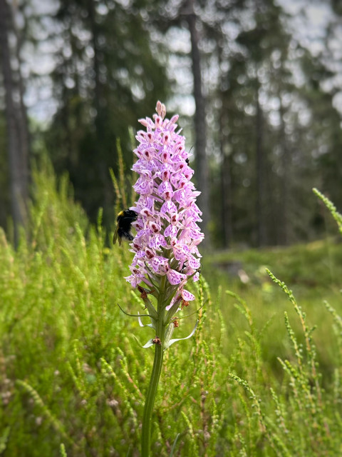 En blommande orkidé ”Dactylorhiza maculata ssp. maculata” i vitt och rosalila och en drickande humla.