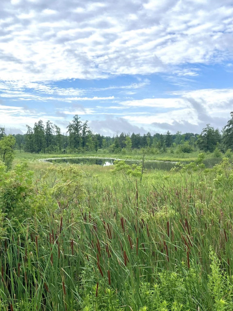 A small pond under blue skies with white  clouds. Surrounded my marshlands with cat tails in the foreground.