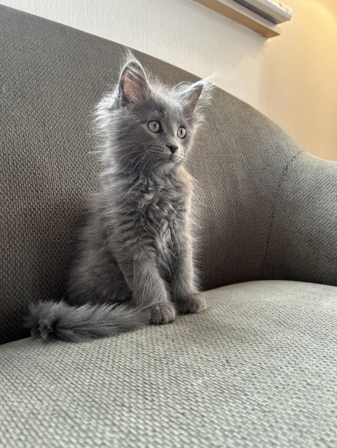Grey floof cat on a greenish couch. Sorring bolt upright styring to infinity and beyond.