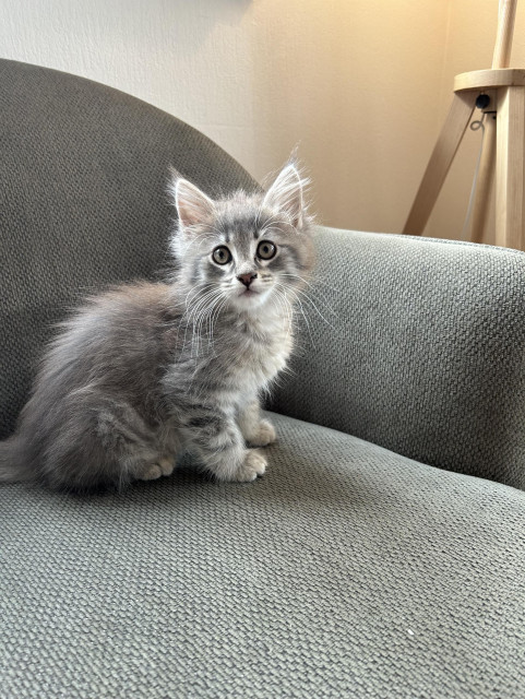 Lighter grey floof cat, Peanut, on a green couch. Looking curious.