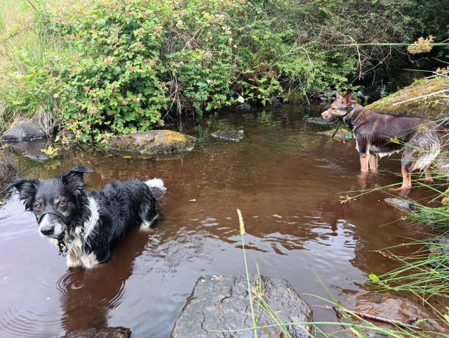 Nettle and Moss the collies stood in a "thrashed about by dogs" stream. 