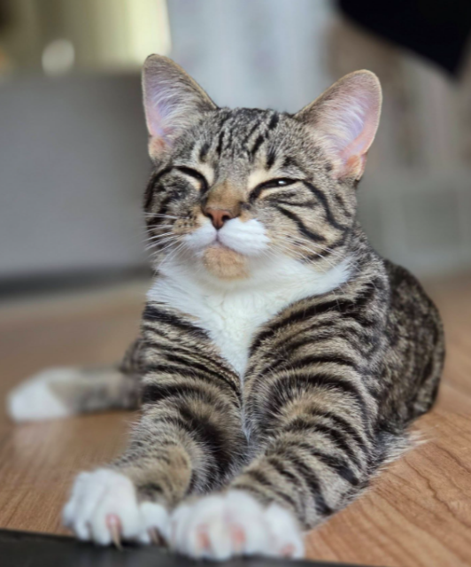 Tucker the cat smiling