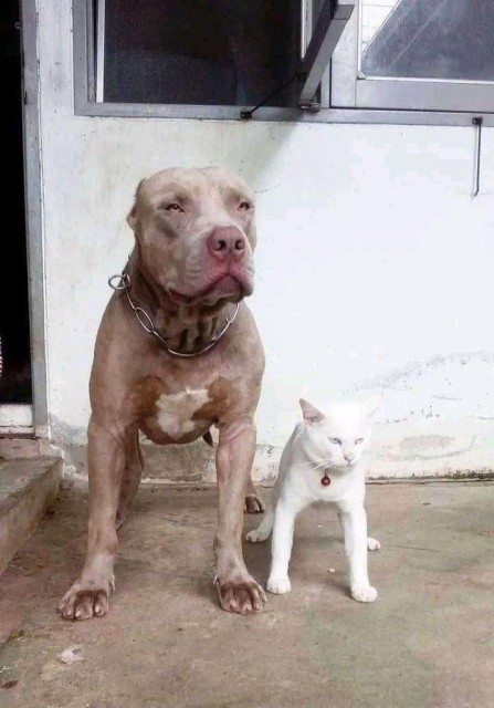 a white cat standing like the pit bull next to it, both of their front paws in a wide stance