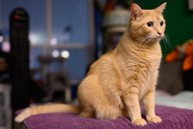 A ginger cat sits on a purple towel, attention captivated by something to our right. 