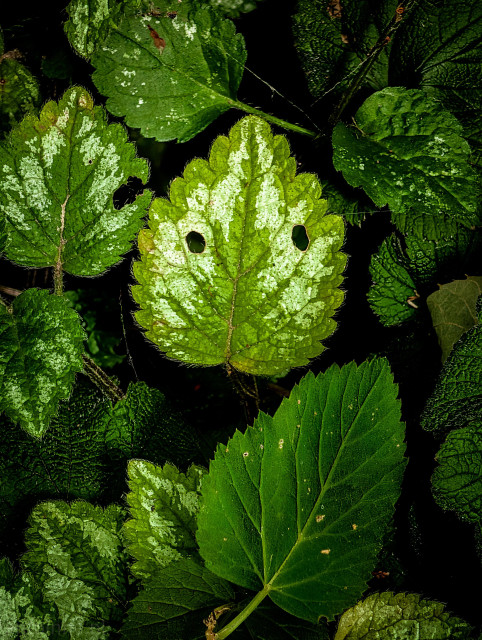 Right in the middle of the frame is a heavily textured green and silver variegated leaf. It has two almost perfectly symmetrical, clean-cut circular holes eaten into its upper half. Because of the placement of these holes and the silver-white patterns surrounding them, the leaf strongly resembles a screaming or startled face.