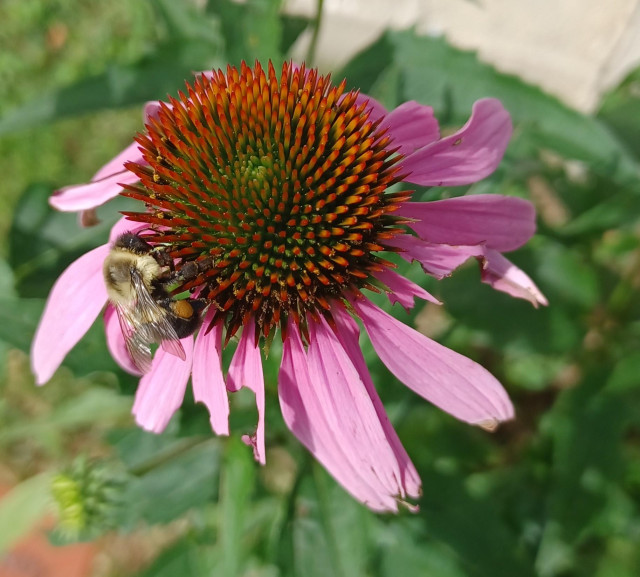 Close view of a bee on the flowerhead of an Echinacea purpurea, Purple Coneflower.  Many of the florets are missing or ragged.