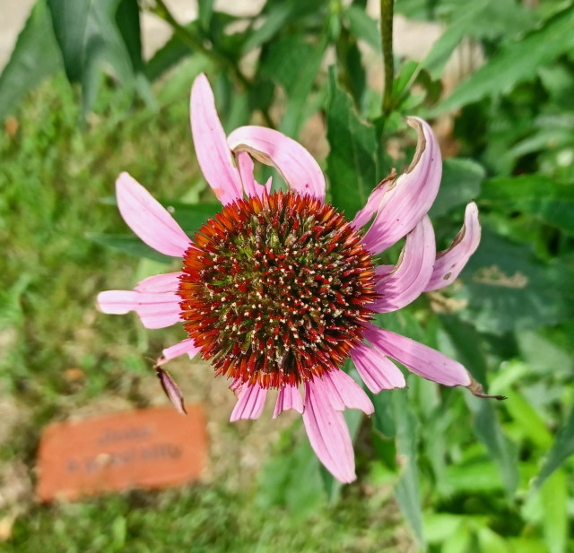 Close view of a  flowerhead of an Echinacea purpurea, Purple Coneflower.  Many of the florets are missing or ragged.