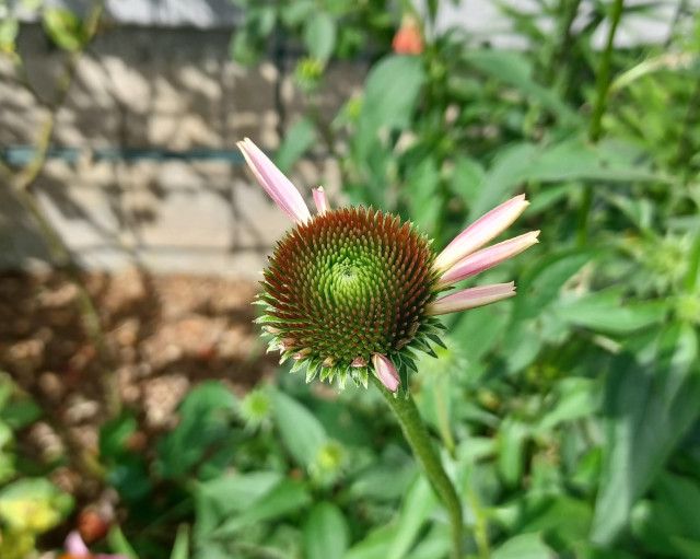 Close view of a  just opening flowerhead of an Echinacea purpurea, Purple Coneflower.  Many of the florets are missing or ragged.