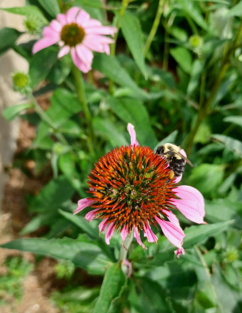 Close view of a be on the  flowerhead of an Echinacea purpurea, Purple Coneflower.  Many of the florets are missing or ragged.