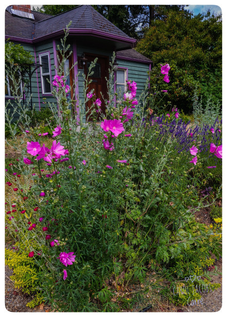 The front porch and front of a slate blue house are trimmed in purple with a thread of magenta. A flower bed in the front yard echoes the color scheme with tall stemmed magenta mallows, purple lavender flowers and dusty blue green sage (I think Powis Castle wormwood).