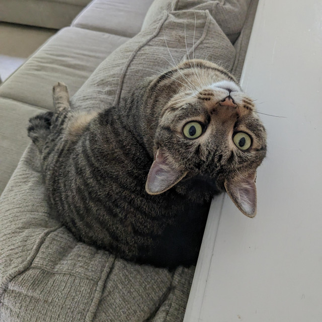 Stripey kitty with the universal joint neck regards me on her six by exploiting the z axis