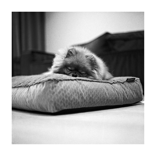 A small, fluffy Pomeranian sleeps on a plush cushion, chin resting on the fabric, eyes closed. Soft light catches its fur against a dark, out-of-focus sofa behind. Black-and-white square frame with a white border; shallow depth of field keeps the foreground floor and background gently blurred.