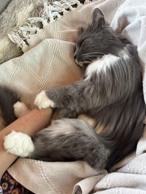 En grå och vit långhårig katt ligger på sidan på en vit filt med mattes hand på magen 