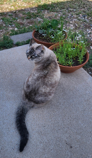 Lulu the cat in the backyard. 