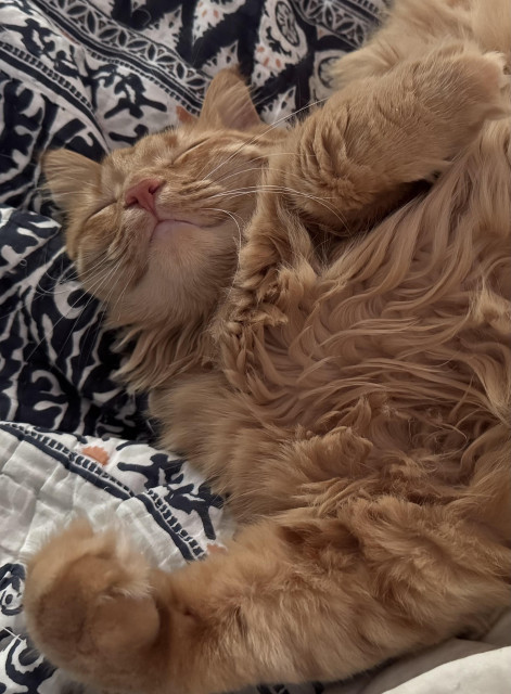 A fluffy orange cat is sleeping peacefully on a patterned bedspread, with its eyes closed and a relaxed expression. Its paws are positioned comfortably, adding to the cozy scene.
