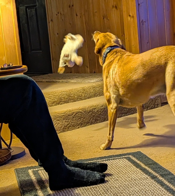 Golden lab plucks her white cow toy off of her pal's feet and gives it a toss. 