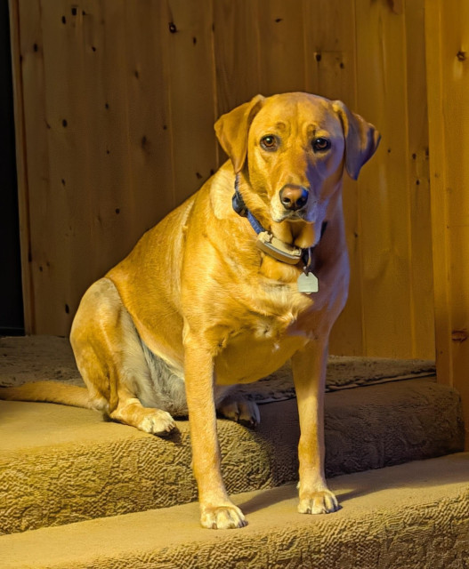 Golden lab is sitting on a step giving me the look. 