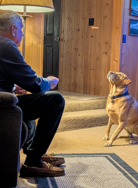 Golden lab is intensely concentrating on the piece of chicken jerky flying through the air after being tossed by her pal who is sitting in a chair. She caught it.