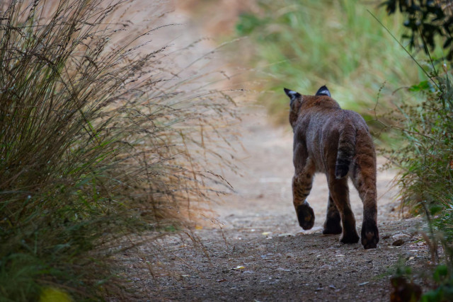 A bobcat slinking away from me tracking something in the weeds beyond