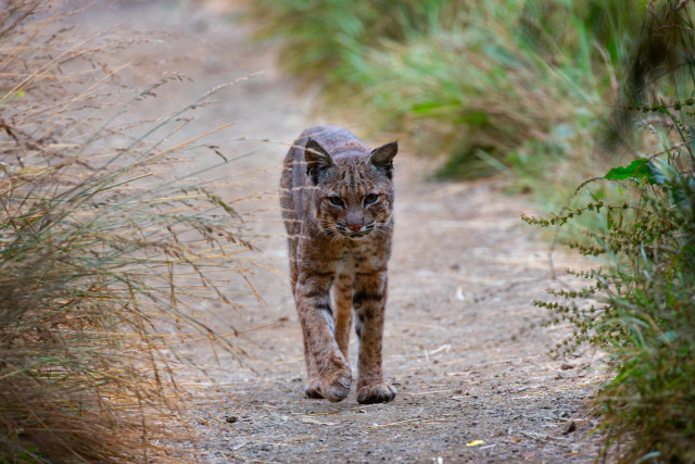 A beautiful bobcat walking right at the camera along a trail between some native grasses.