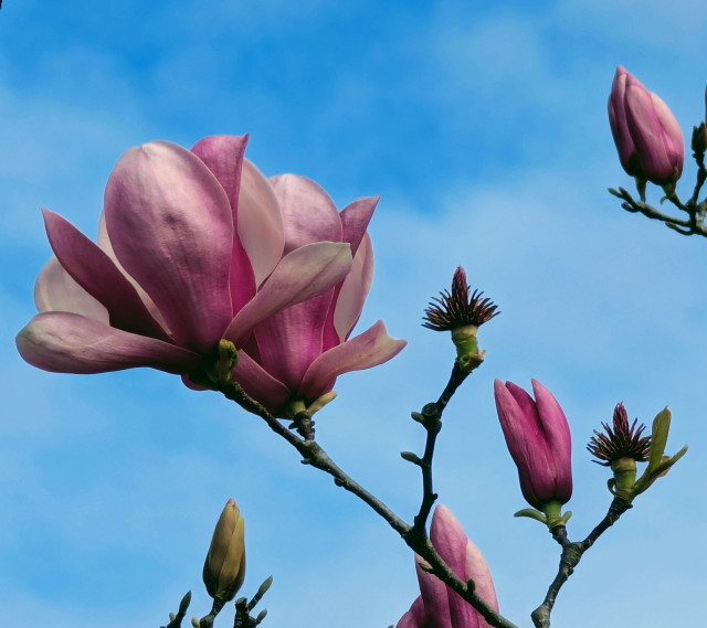 A purple and white flowering magnolia tree top seen in full bloom against a blue sky 