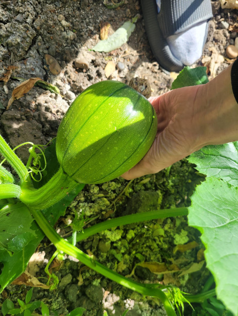 A magnificent baby pumpkin. It's still green and looks a bit like a mini water melon. It is the size of my hand.