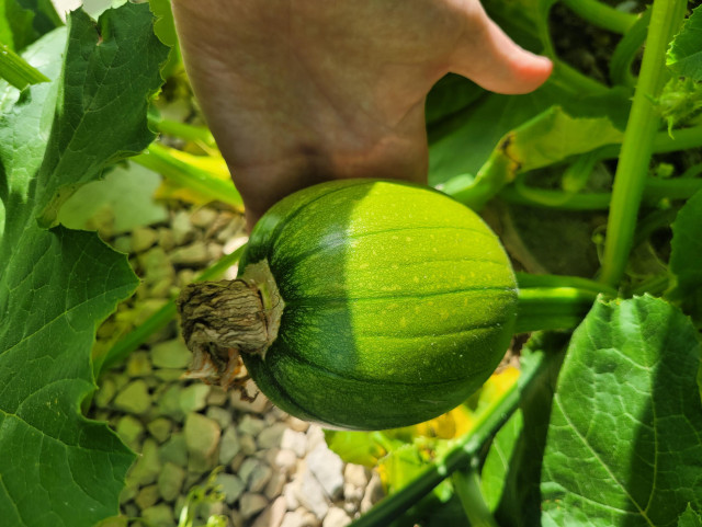 A magnificent baby pumpkin. It's still green and looks a bit like a mini water melon. It is the size of my hand.