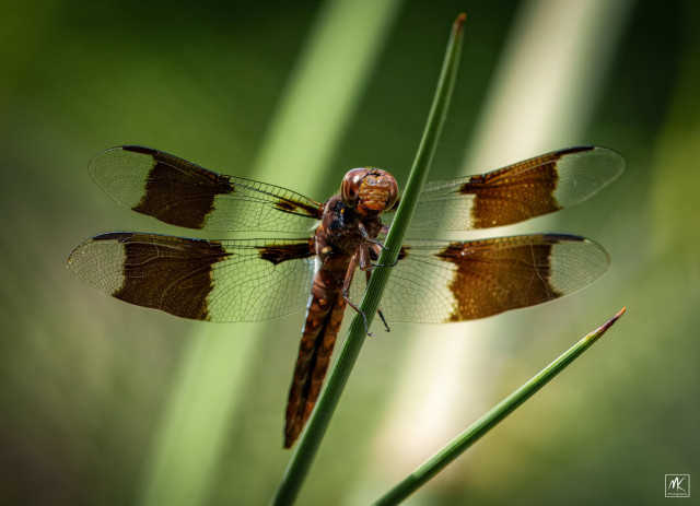 Color photo of a large dragonfly with a brown head and underside and brown bars in the middle of its transparent wings perched on a yucca blade.
